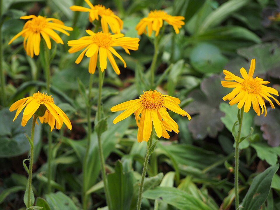 Serpentine Arnica