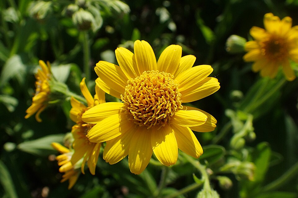 Chamisso Arnica