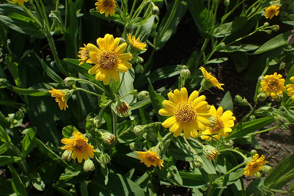 Chamisso Arnica