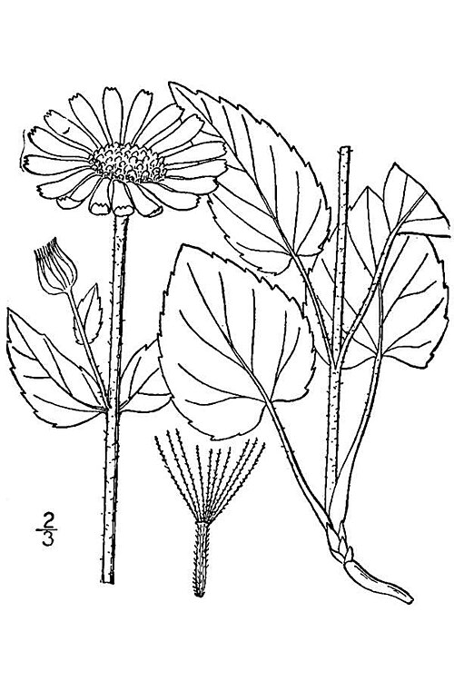 Heartleaf Arnica