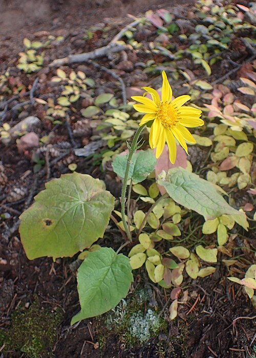 Heartleaf Arnica
