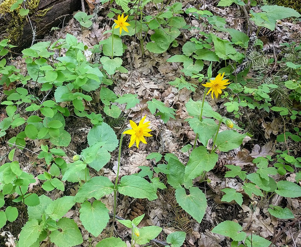 Heartleaf Arnica