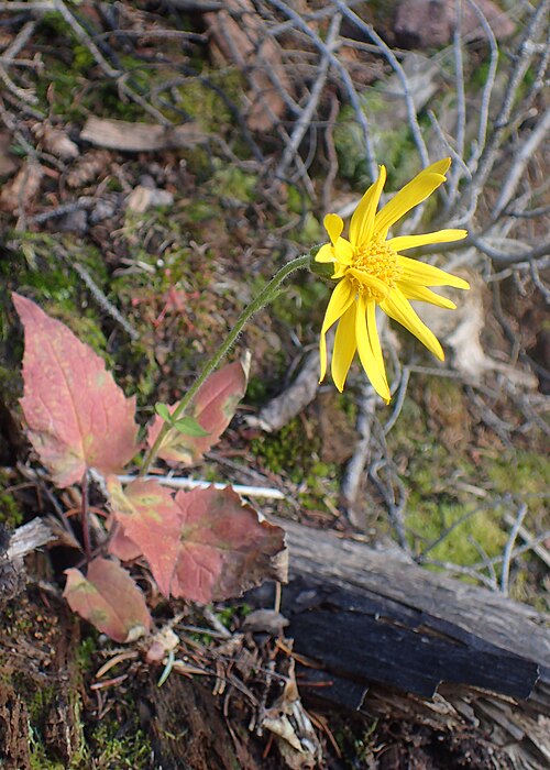 Heartleaf Arnica