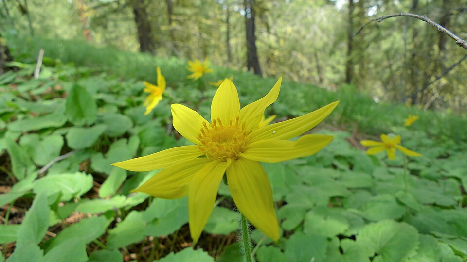 Heartleaf Arnica
