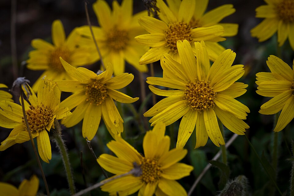 Snow Arnica