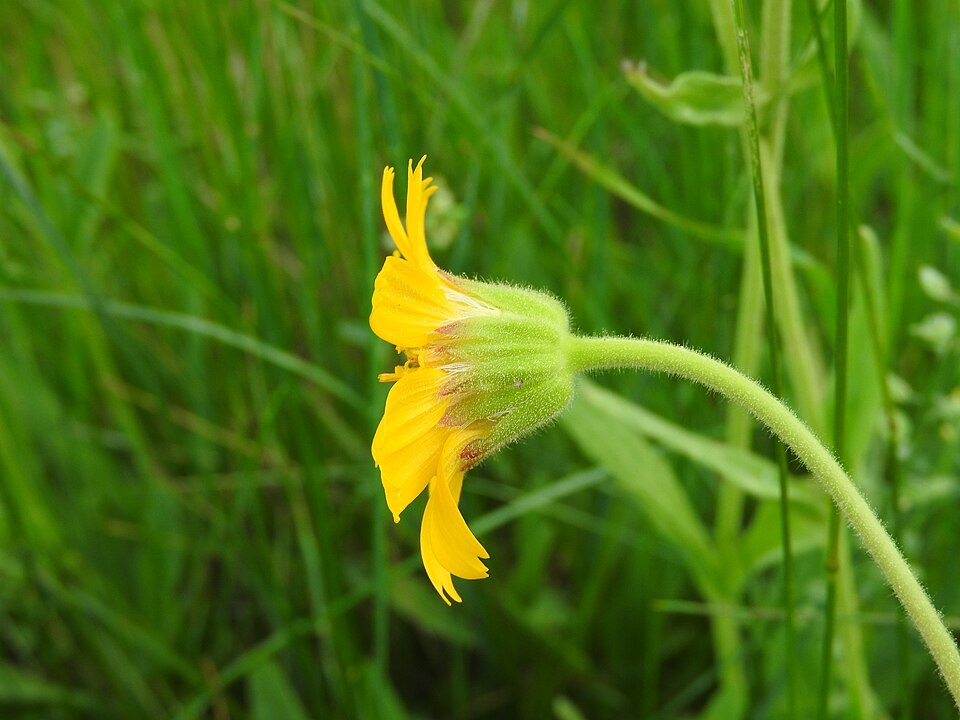 Foothill Arnica