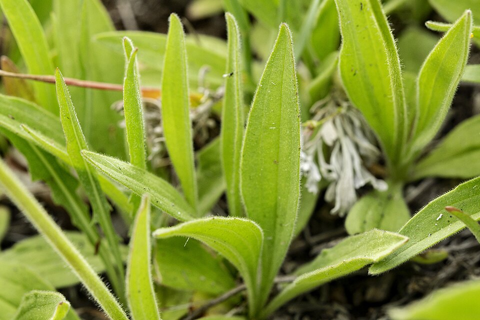 Foothill Arnica
