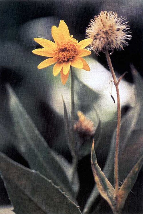 Lanceleaf Arnica
