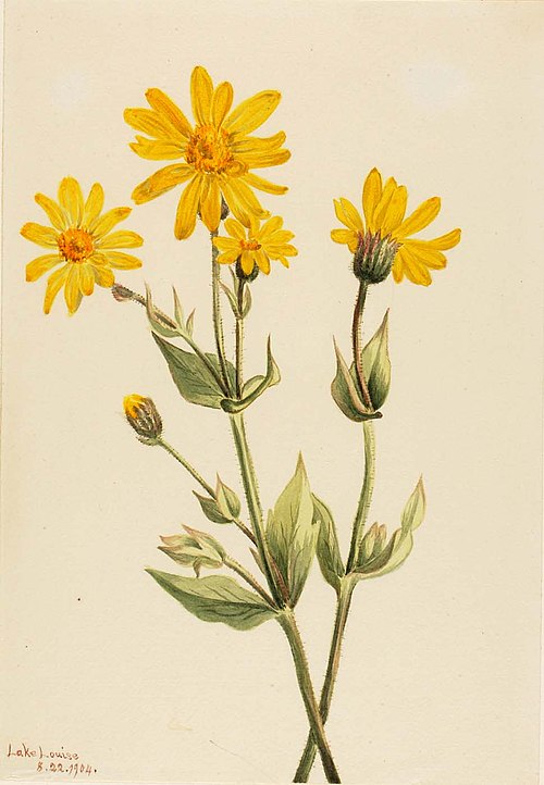 Broadleaf Arnica