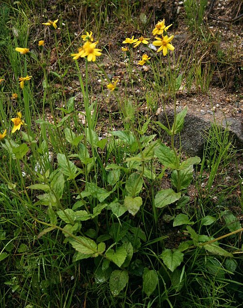 Broadleaf Arnica