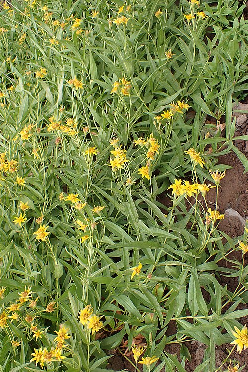 Spearleaf Arnica