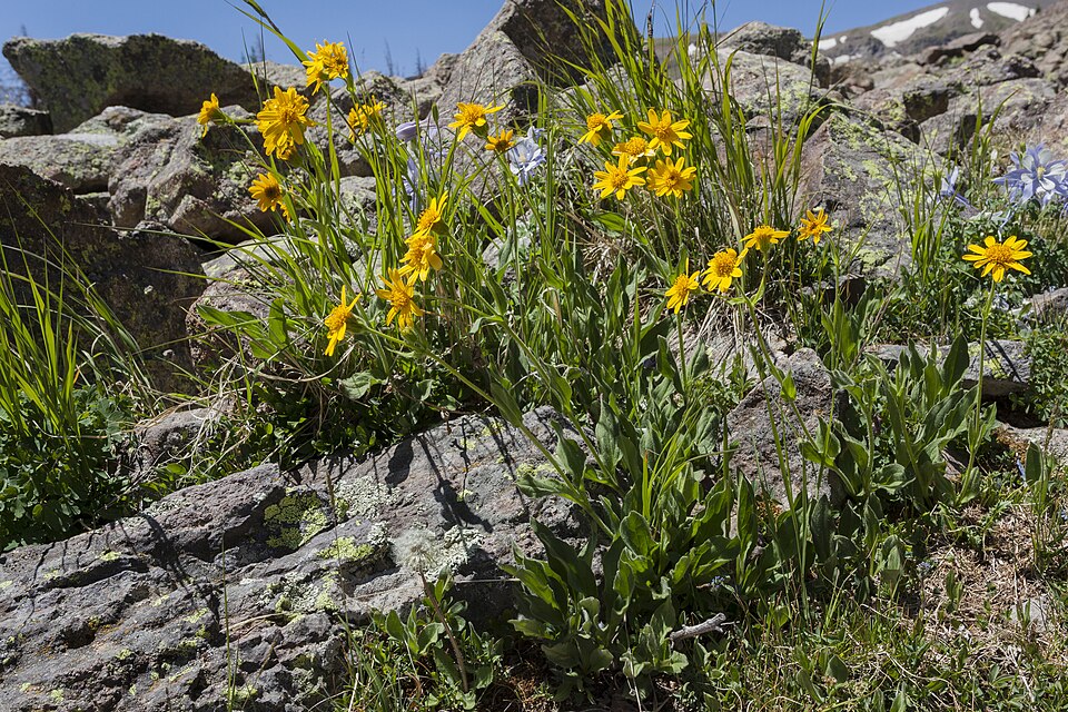 Hairy Arnica