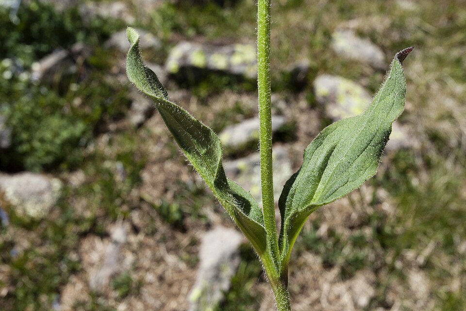 Hairy Arnica