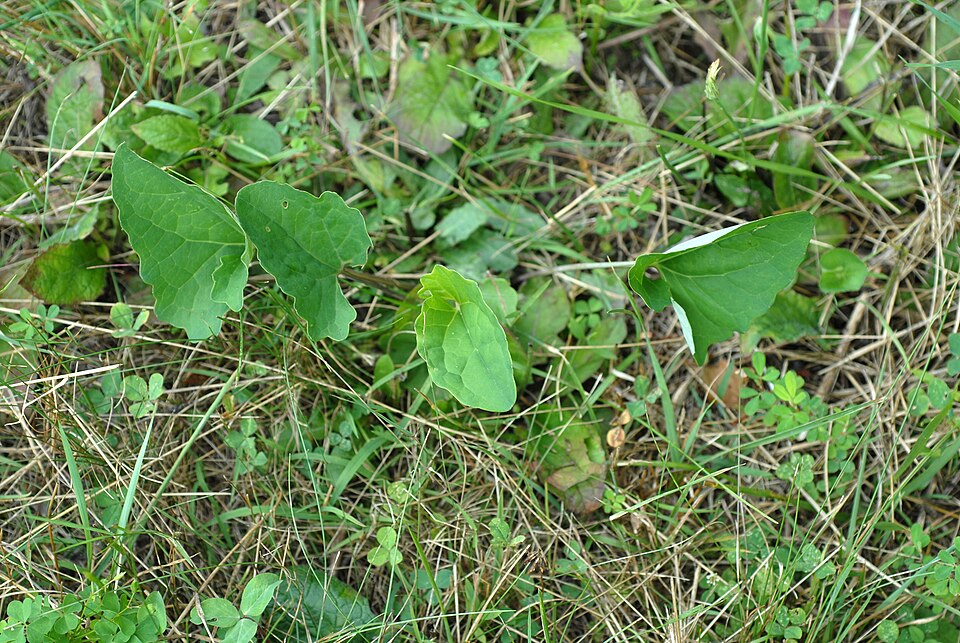 Indian Plantain