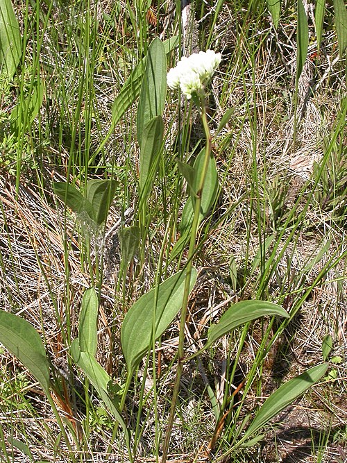 Bay County Indian Plantain