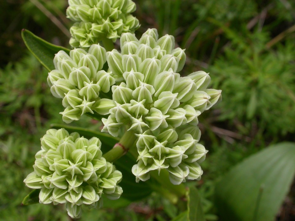 Bay County Indian Plantain