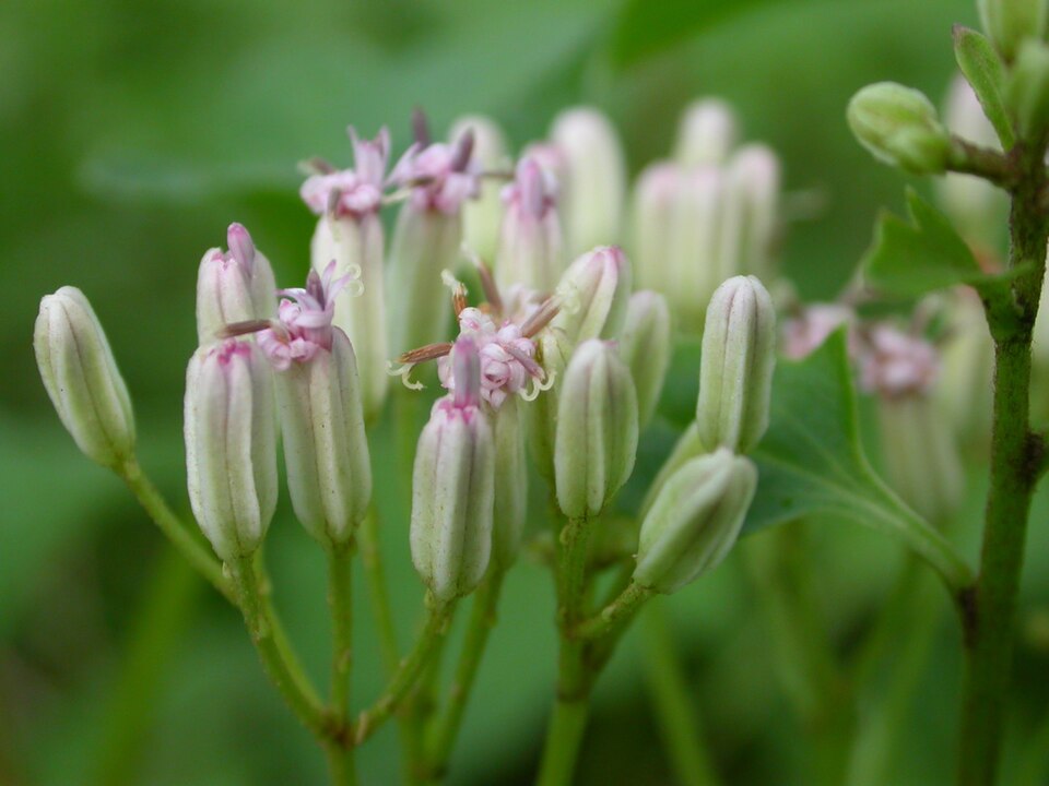 Bay County Indian Plantain
