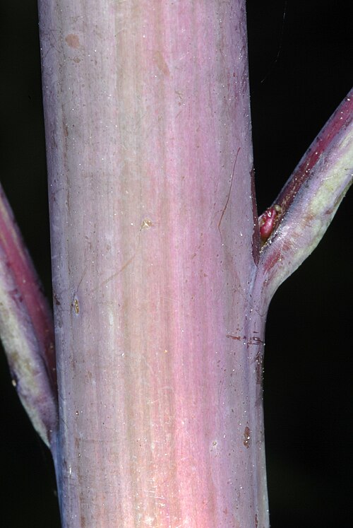 Pale Indian Plantain