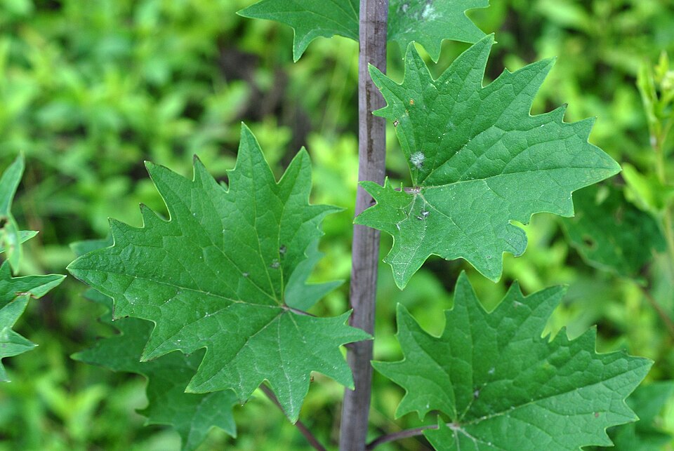Pale Indian Plantain