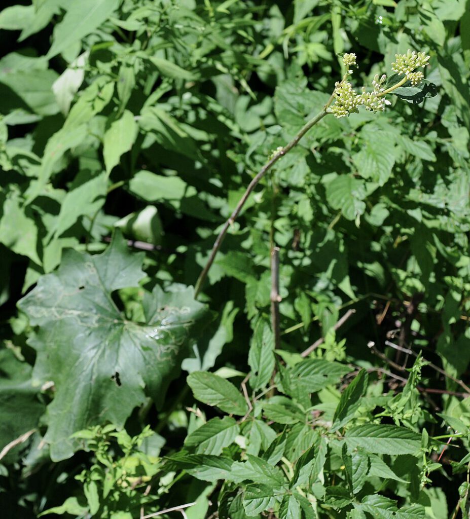 Pale Indian Plantain