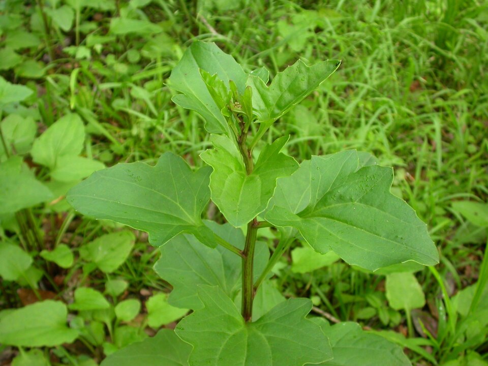 Variableleaf Indian Plantain