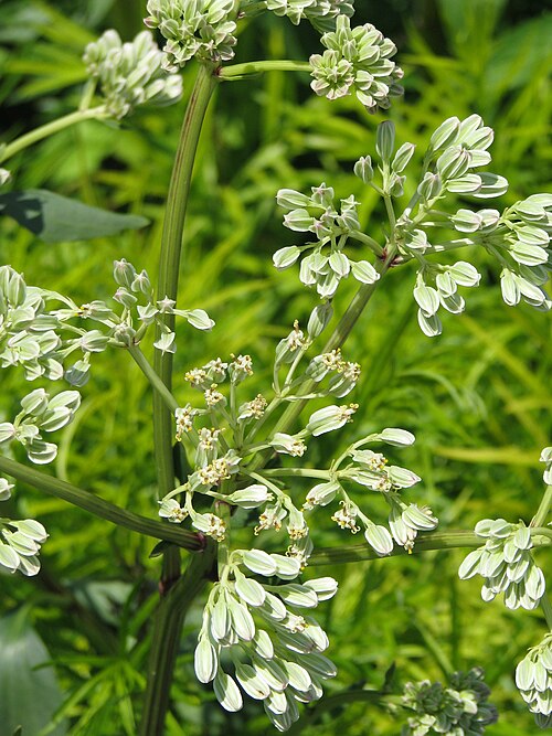 Groovestem Indian Plantain