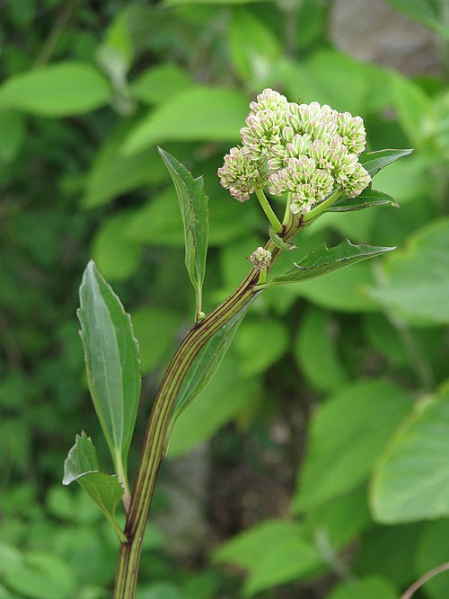 Groovestem Indian Plantain