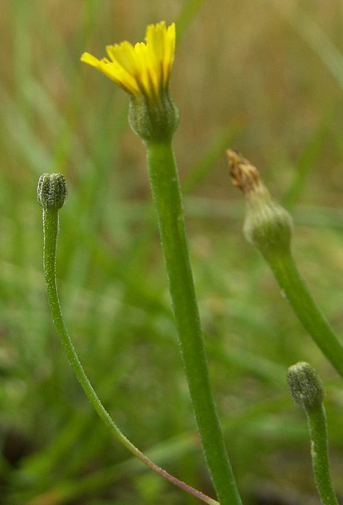 Arnoseris