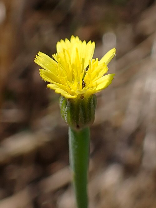 Arnoseris