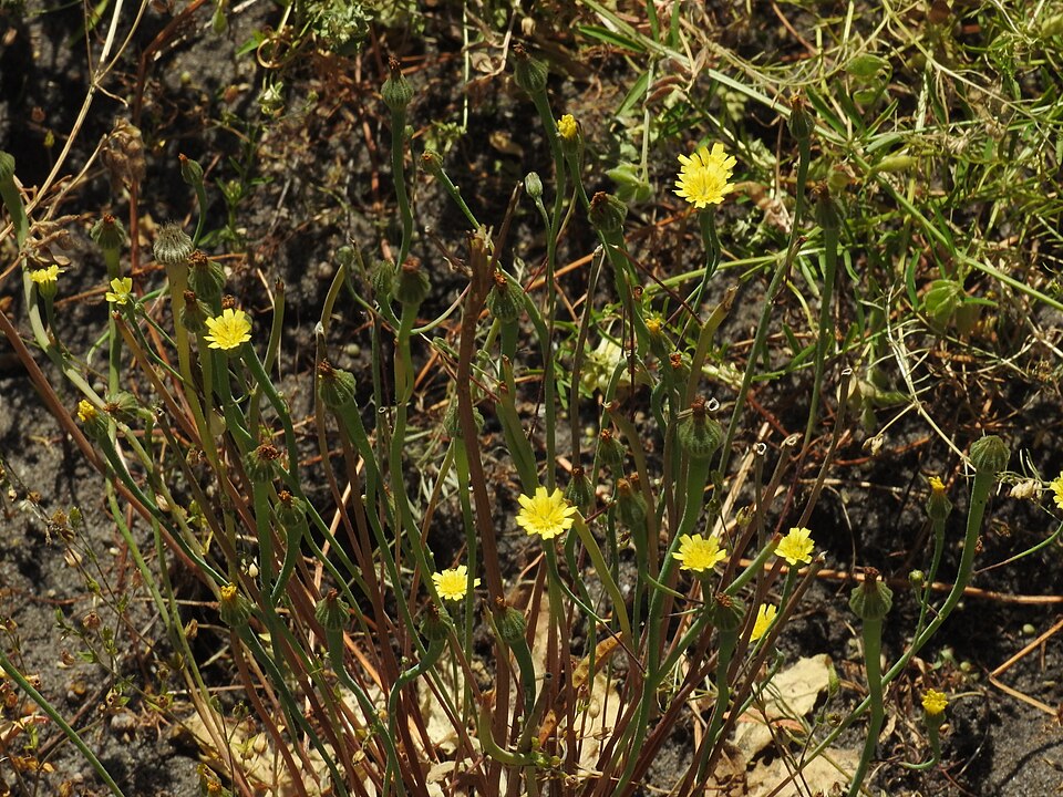 Arnoseris