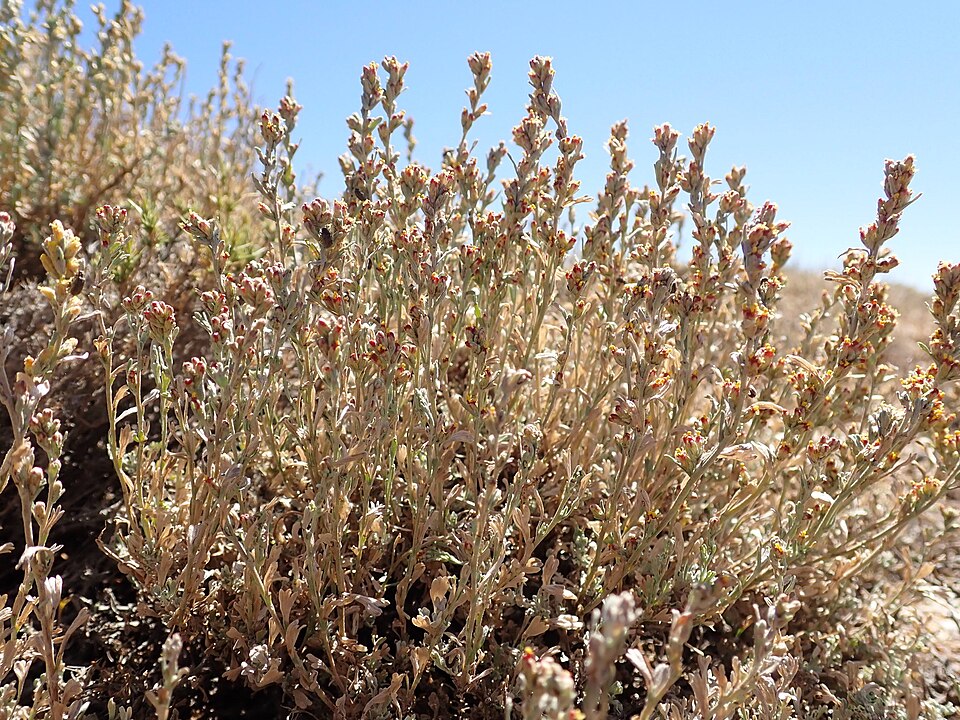 Little Sagebrush