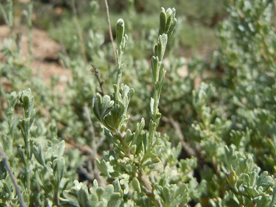 Little Sagebrush