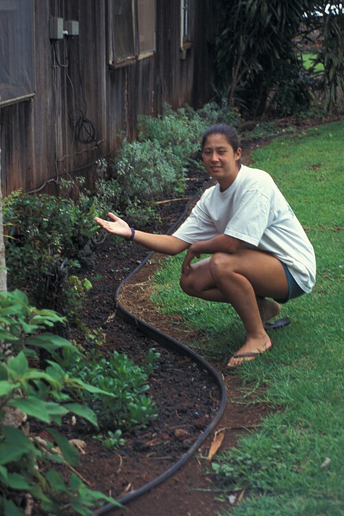 Oahu Wormwood