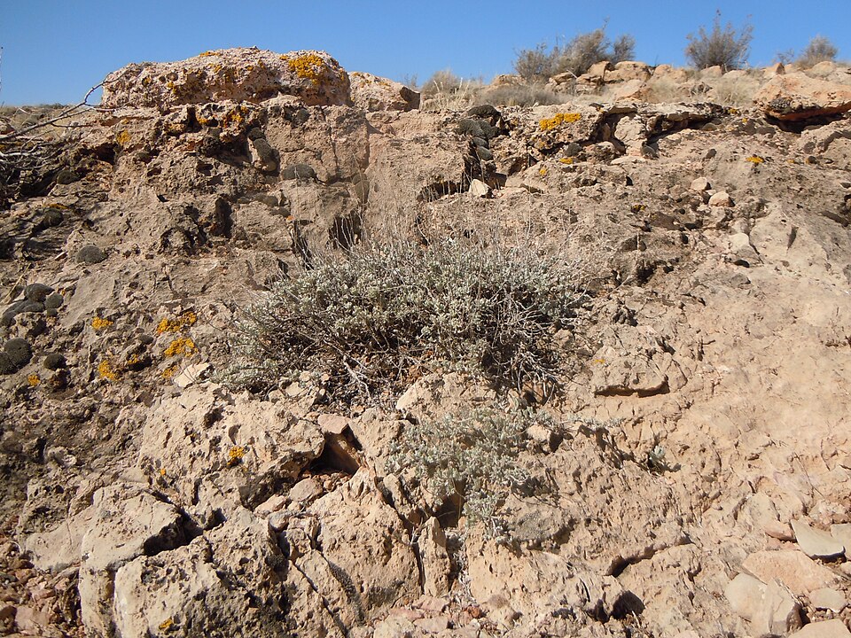 Bigelow Sage