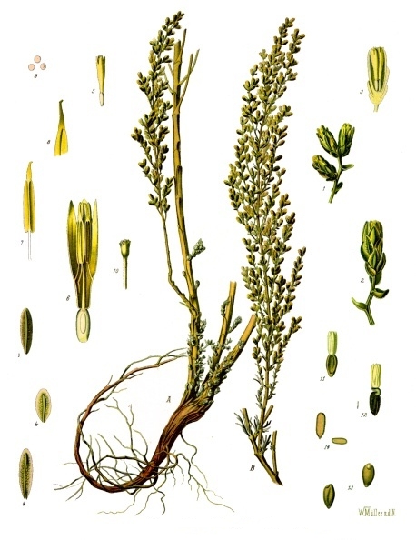 Santonica