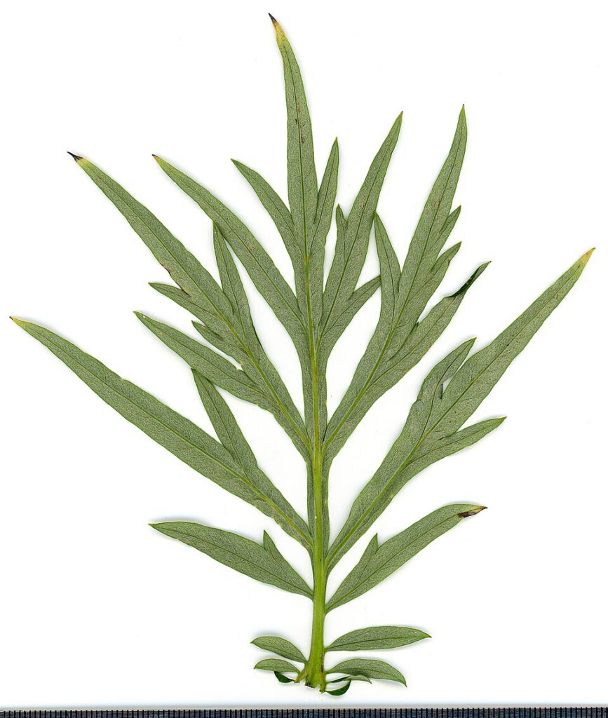 Santonica
