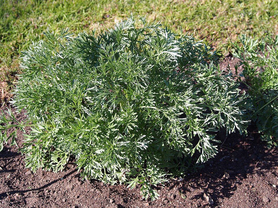 Tarragon