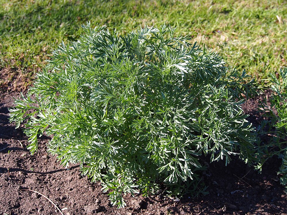 Tarragon