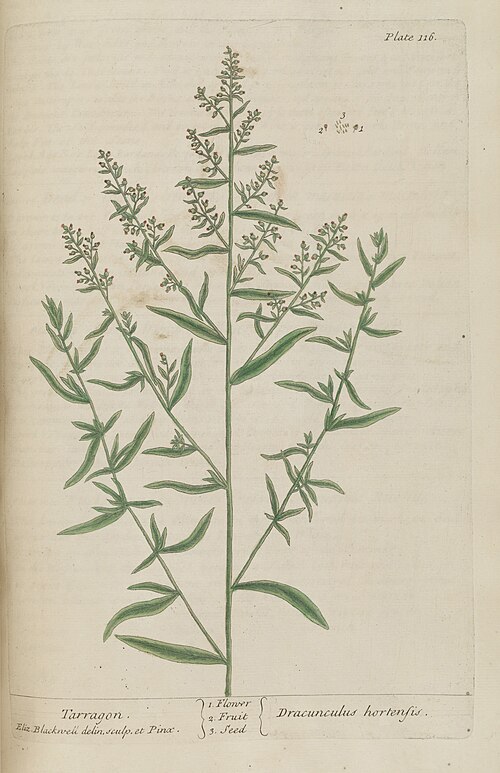 Tarragon