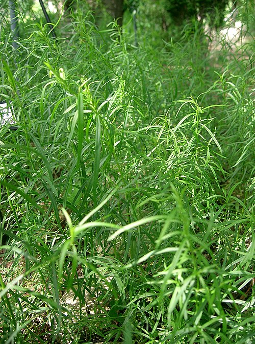 Tarragon