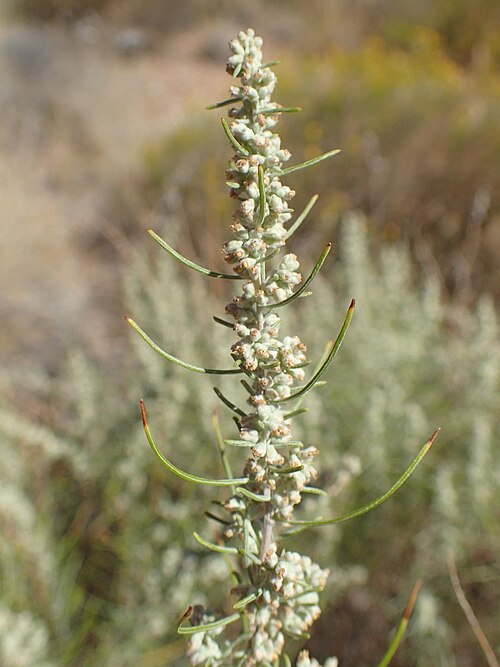 Sand Sagebrush