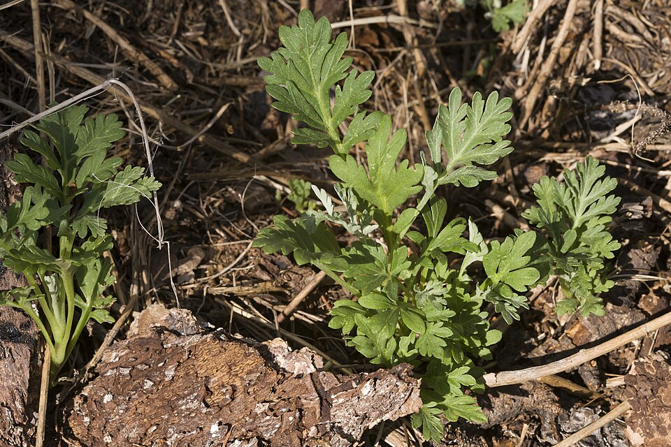 Ragweed Sagebrush