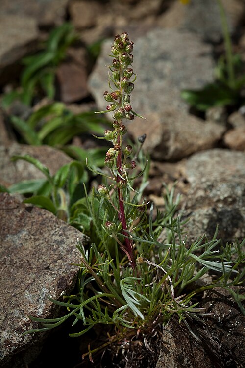 Forked Wormwood