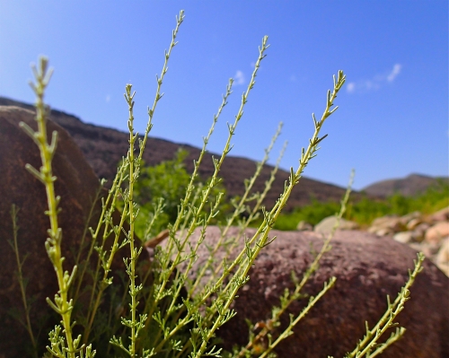 White Wormwood