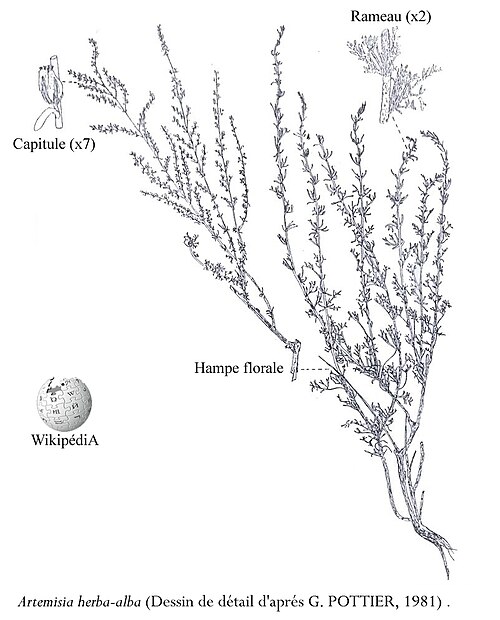 White Wormwood