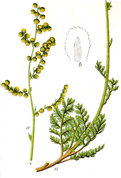 Siberian Wormwood
