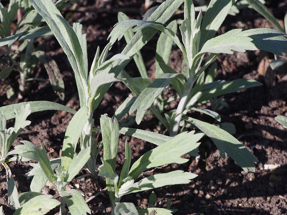 Columbia River Wormwood