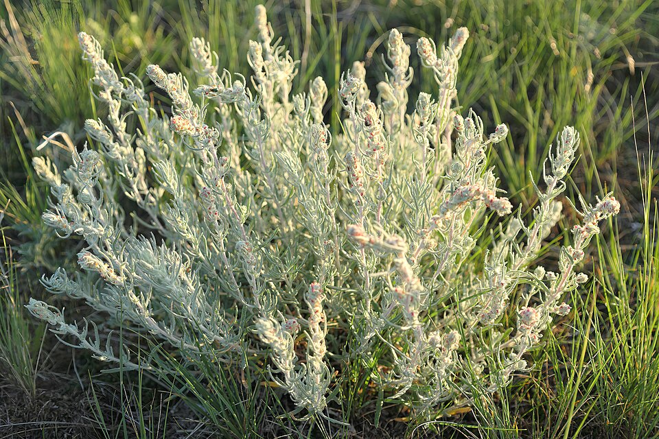 Longleaf Wormwood