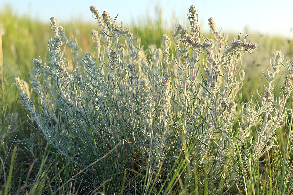 Longleaf Wormwood