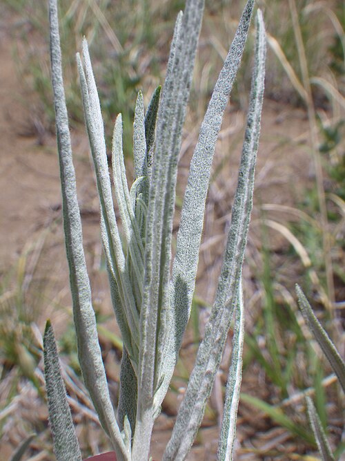 Longleaf Wormwood